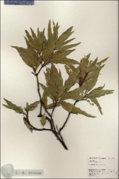 URN_catalog_HBHinton_herbarium_25304.jpg.jpg