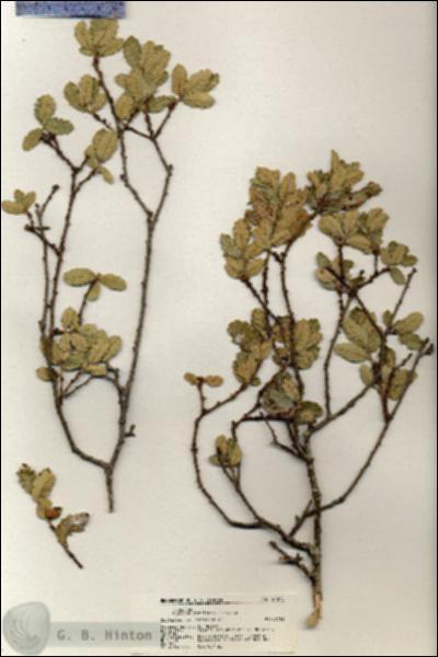 URN_catalog_HBHinton_herbarium_21075.jpg.jpg