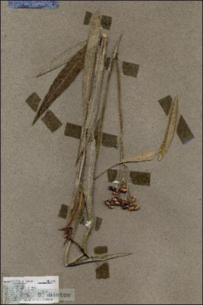 URN_catalog_HBHinton_herbarium_18281.jpg.jpg