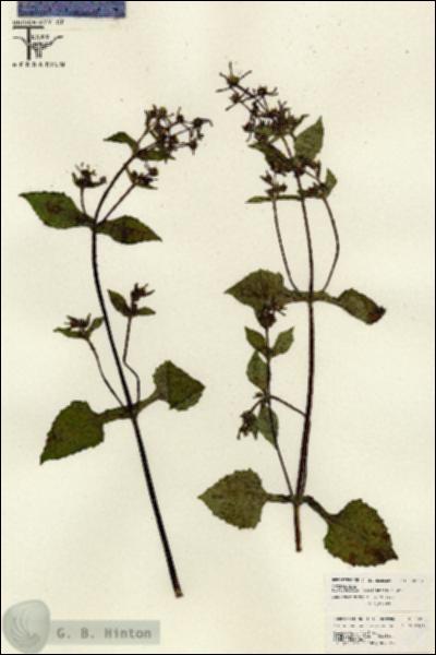 URN_catalog_HBHinton_herbarium_26208.jpg.jpg