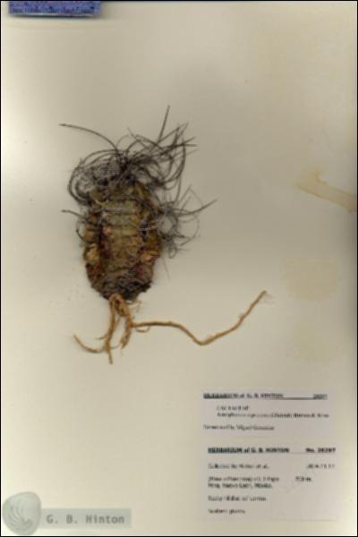 URN_catalog_HBHinton_herbarium_28297.jpg.jpg
