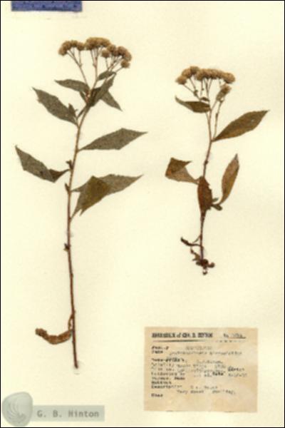 URN_catalog_HBHinton_herbarium_3271.jpg.jpg