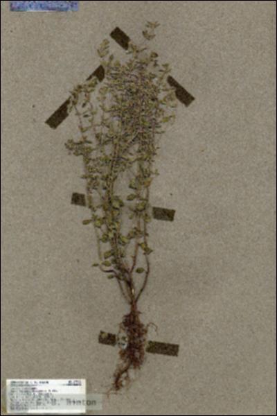 URN_catalog_HBHinton_herbarium_17396.jpg.jpg