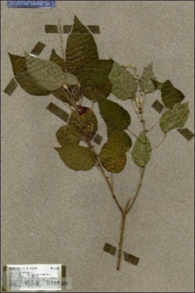 URN_catalog_HBHinton_herbarium_17597.jpg.jpg