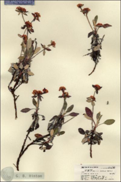 URN_catalog_HBHinton_herbarium_22401.jpg.jpg