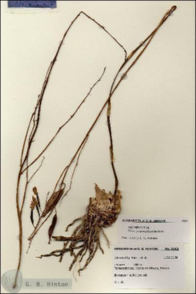 URN_catalog_HBHinton_herbarium_3563.jpg.jpg