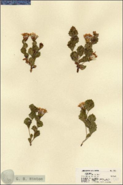 URN_catalog_HBHinton_herbarium_21940.jpg.jpg