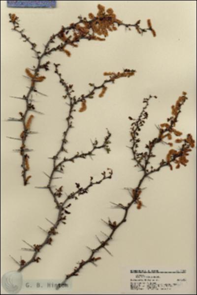 URN_catalog_HBHinton_herbarium_21849.jpg.jpg