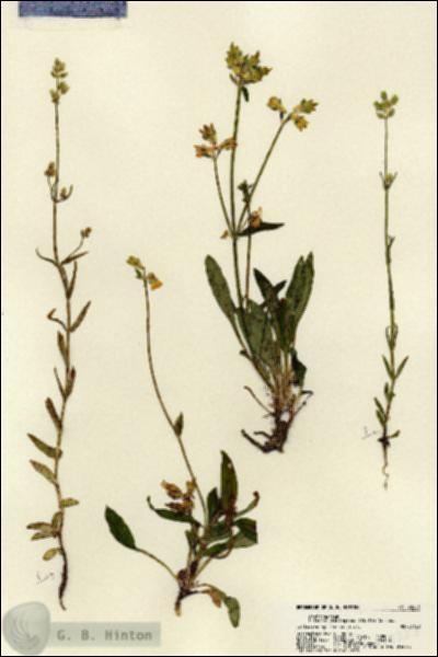 URN_catalog_HBHinton_herbarium_22223.jpg.jpg