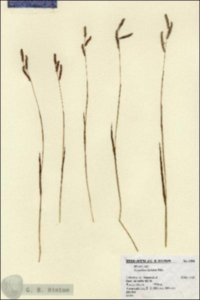 URN_catalog_HBHinton_herbarium_1426.jpg.jpg