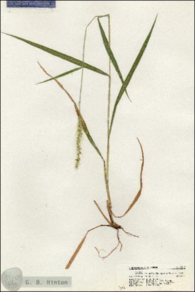 URN_catalog_HBHinton_herbarium_20567.jpg.jpg