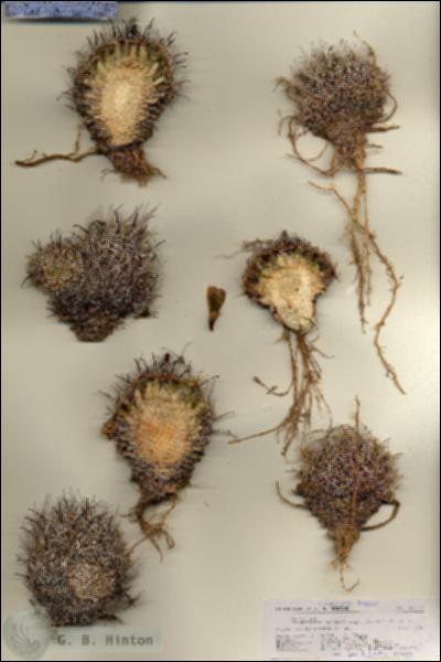 URN_catalog_HBHinton_herbarium_27119.jpg.jpg