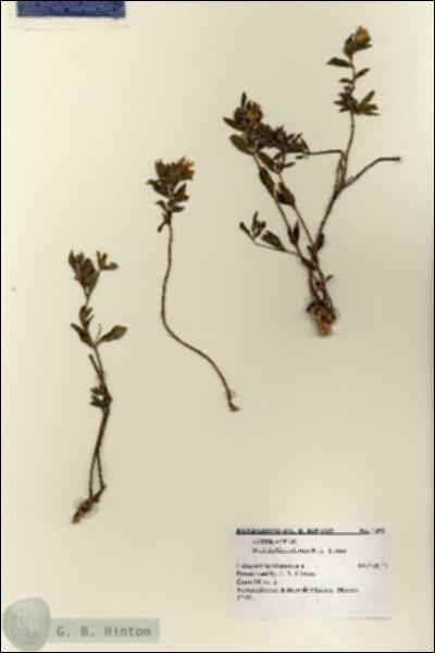 URN_catalog_HBHinton_herbarium_1352.jpg.jpg