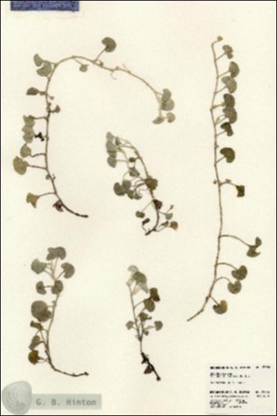 URN_catalog_HBHinton_herbarium_23956.jpg.jpg