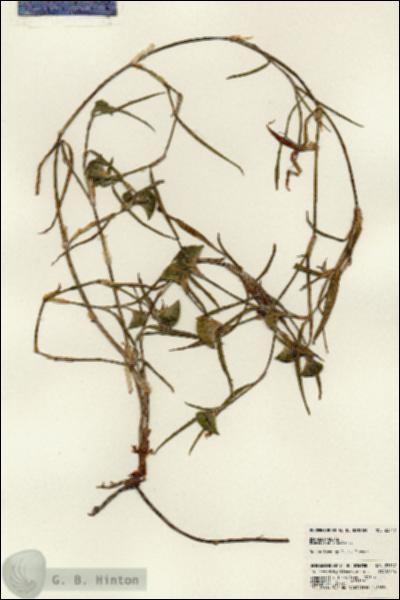 URN_catalog_HBHinton_herbarium_23747.jpg.jpg