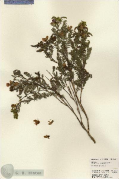 URN_catalog_HBHinton_herbarium_22807.jpg.jpg