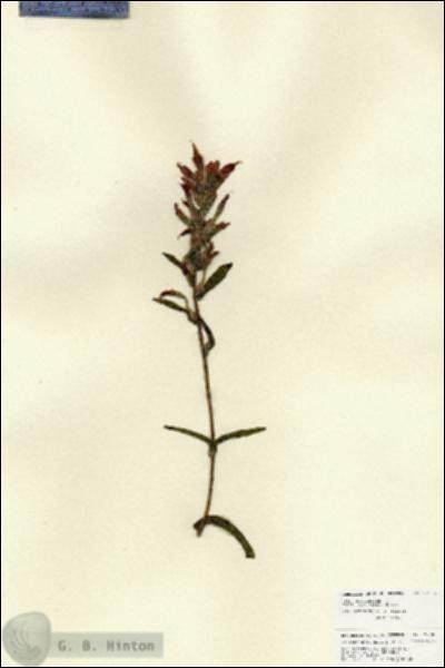 URN_catalog_HBHinton_herbarium_27005.jpg.jpg