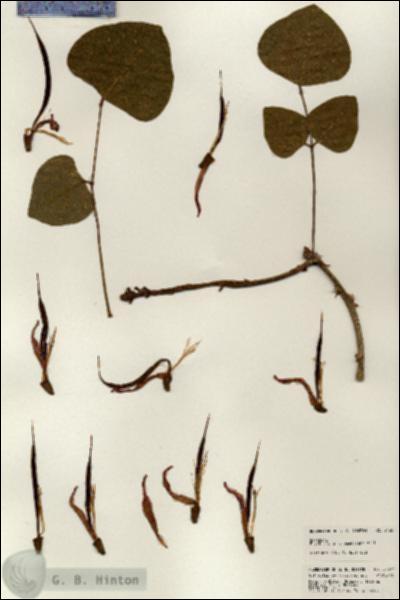 URN_catalog_HBHinton_herbarium_24307.jpg.jpg