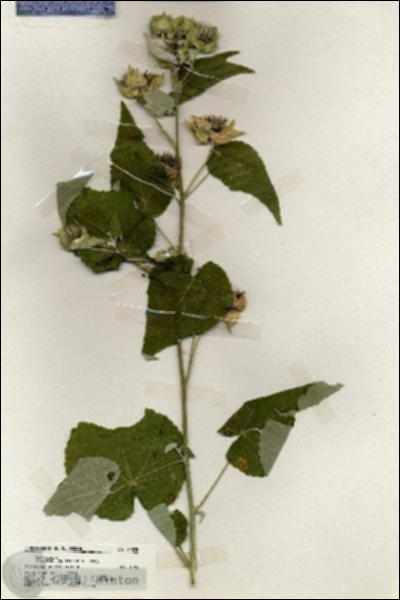 URN_catalog_HBHinton_herbarium_20035.jpg.jpg