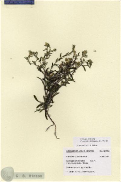 URN_catalog_HBHinton_herbarium_28779.jpg.jpg
