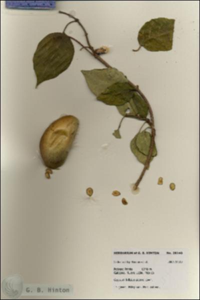 URN_catalog_HBHinton_herbarium_28140.jpg.jpg