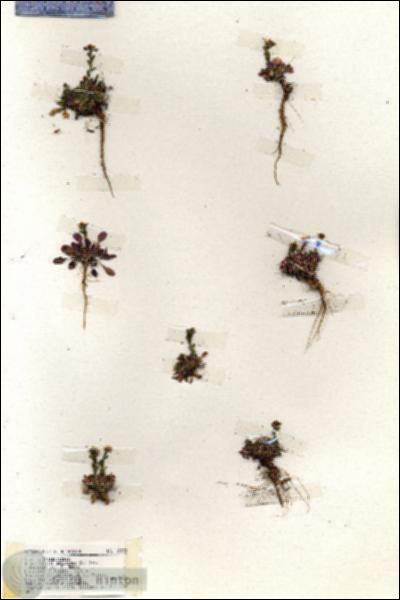 URN_catalog_HBHinton_herbarium_19392.jpg.jpg