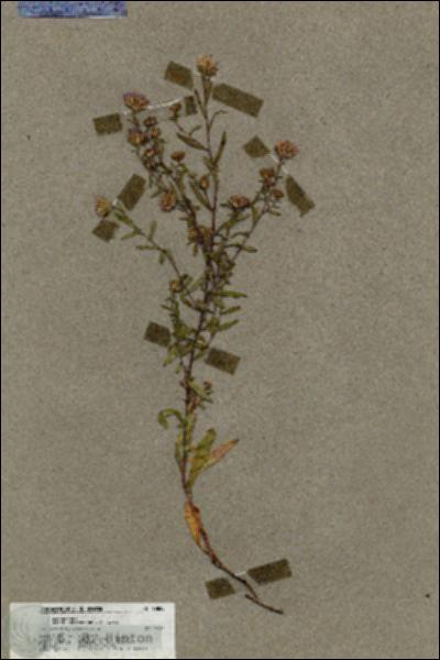 URN_catalog_HBHinton_herbarium_19829.jpg.jpg
