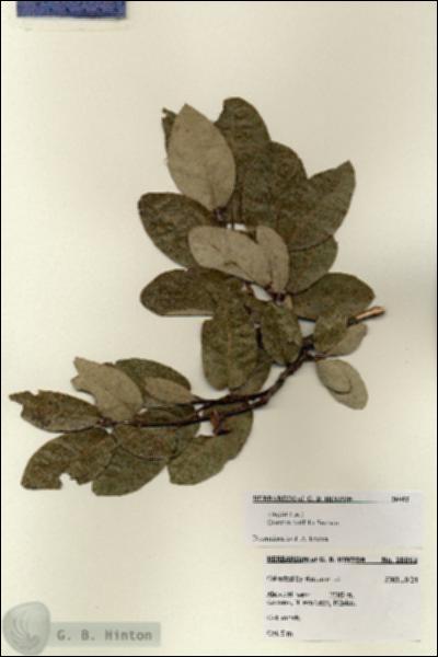 URN_catalog_HBHinton_herbarium_28052.jpg.jpg