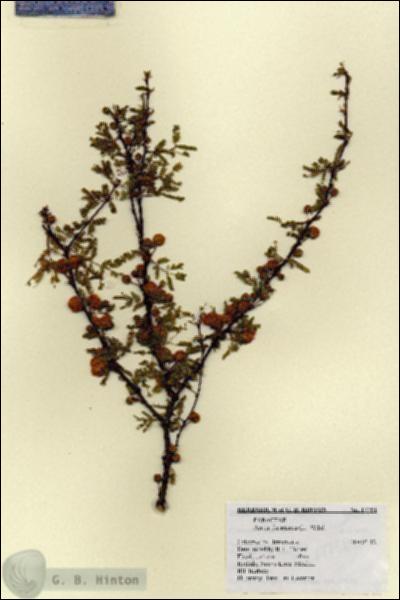 URN_catalog_HBHinton_herbarium_17751.jpg.jpg
