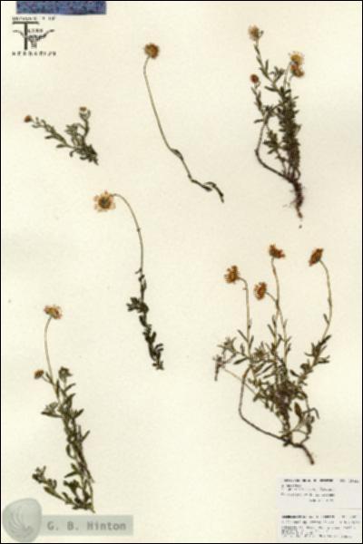 URN_catalog_HBHinton_herbarium_25860.jpg.jpg