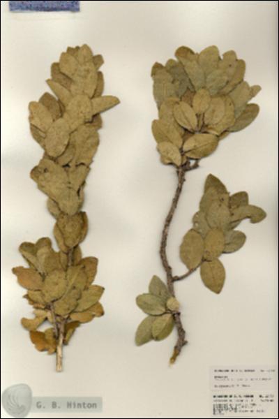 URN_catalog_HBHinton_herbarium_23759.jpg.jpg