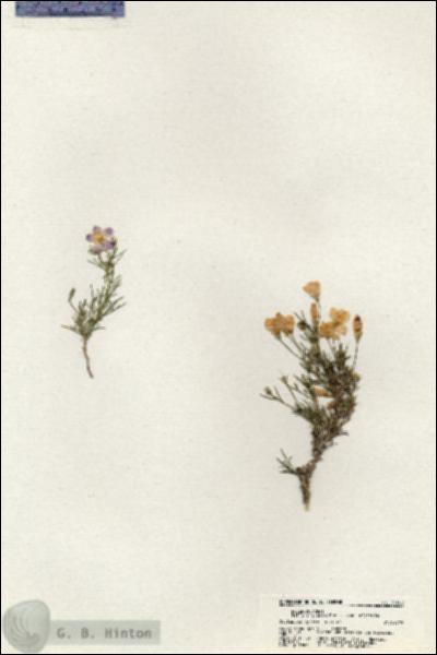 URN_catalog_HBHinton_herbarium_21082.jpg.jpg