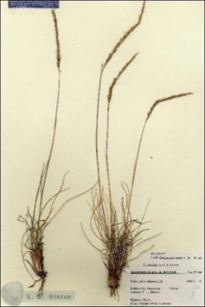 URN_catalog_HBHinton_herbarium_27496.jpg.jpg