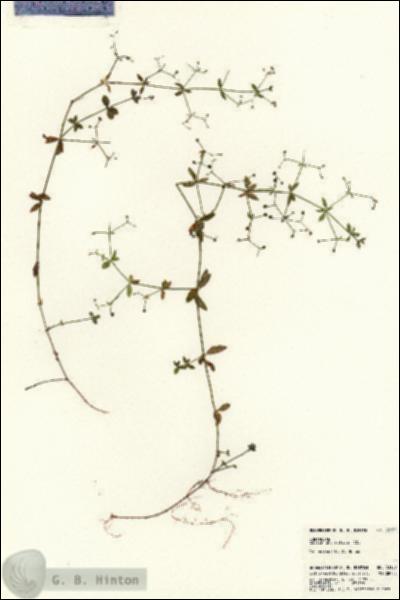 URN_catalog_HBHinton_herbarium_23157.jpg.jpg