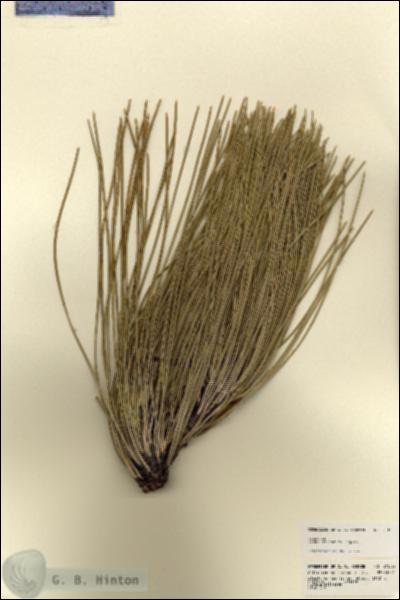 URN_catalog_HBHinton_herbarium_21803.jpg.jpg