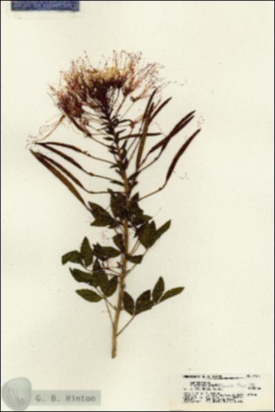 URN_catalog_HBHinton_herbarium_21445.jpg.jpg