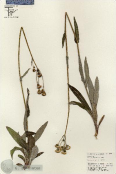 URN_catalog_HBHinton_herbarium_25599.jpg.jpg