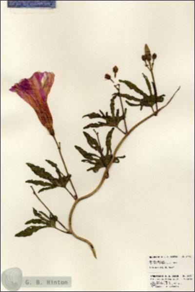 URN_catalog_HBHinton_herbarium_24198.jpg.jpg