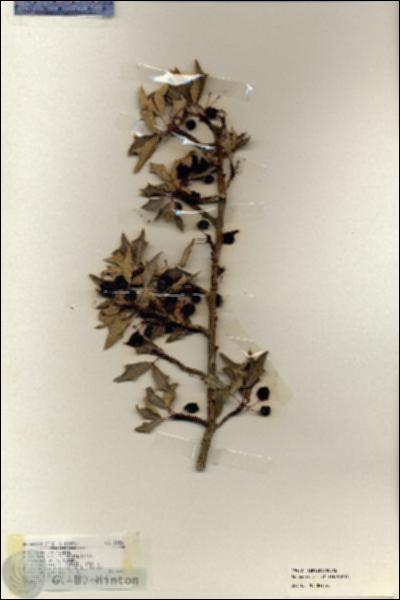 URN_catalog_HBHinton_herbarium_19450.jpg.jpg