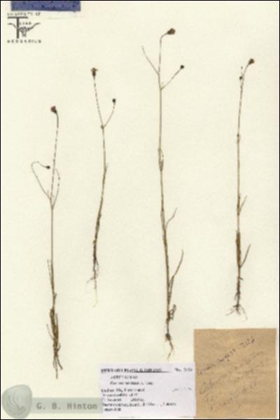 URN_catalog_HBHinton_herbarium_2126.jpg.jpg