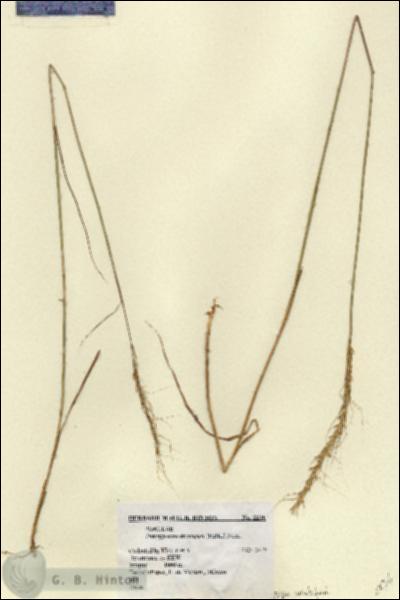 URN_catalog_HBHinton_herbarium_2236.jpg.jpg