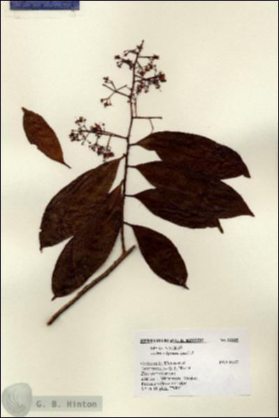 URN_catalog_HBHinton_herbarium_13339.jpg.jpg