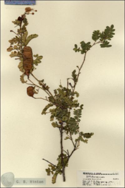 URN_catalog_HBHinton_herbarium_21474.jpg.jpg