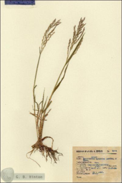 URN_catalog_HBHinton_herbarium_6675.jpg.jpg