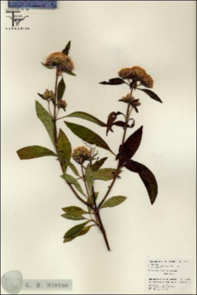 URN_catalog_HBHinton_herbarium_26231.jpg.jpg