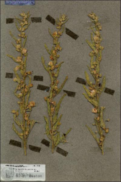 URN_catalog_HBHinton_herbarium_19570.jpg.jpg