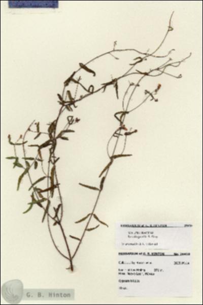 URN_catalog_HBHinton_herbarium_28410.jpg.jpg
