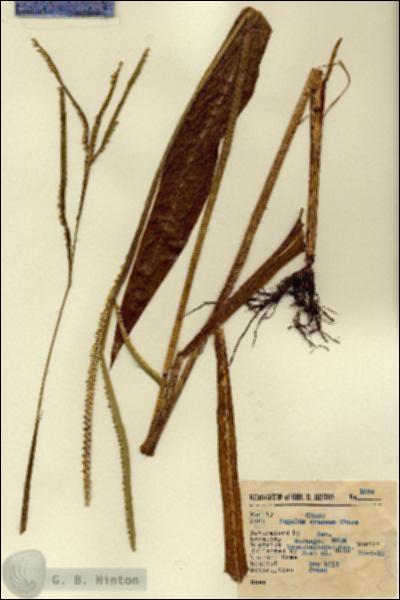 URN_catalog_HBHinton_herbarium_1974.jpg.jpg