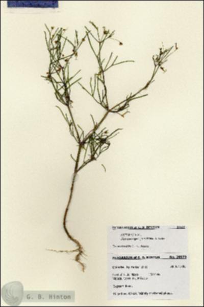 URN_catalog_HBHinton_herbarium_28523.jpg.jpg