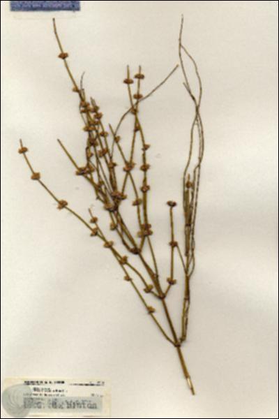 URN_catalog_HBHinton_herbarium_18508.jpg.jpg